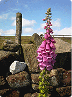 Coching for Choice image