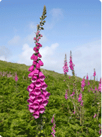 Coaching for Choice image